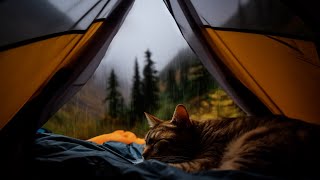 Sleep Soundly with Soothing Purring Cat and Gentle Rain in a Cozy Tent