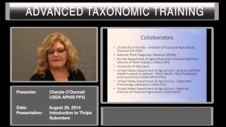 Introduction To Thrips Suborders