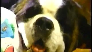 Thats My Dog Sara Vs Pavlov