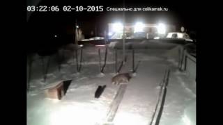 Волк загрыз собаку в Пермском крае Волк загрыз собаку в Пермском крае