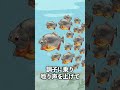 Q.ピラニアって本当に強いの?