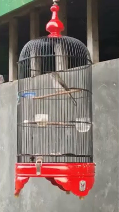 siri siri besar isian kapas tembak