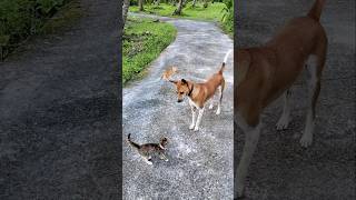 'Double Trouble: Fur Edition 🐱🐶'
