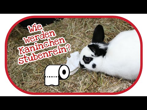 Video: Wie Man Ein Dekoratives Kaninchen Auf Die Toilette Bringt