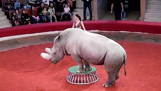 добрый носорог. слон #цирк #прекрасноерядом #представление #circus #цирк