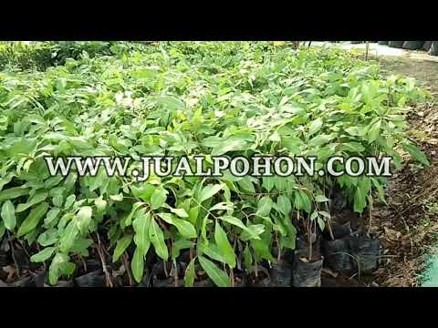 Pohon Kelengkeng Puangray Berdaun Rimbun Siap Dikebunkan
