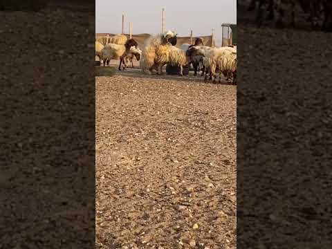 للبيع فحل نعيمي