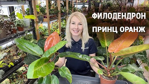 Philodendron Prince Orange - transplant and care