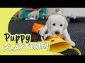 Happy Easter | Guide Dogs Puppy Playtime