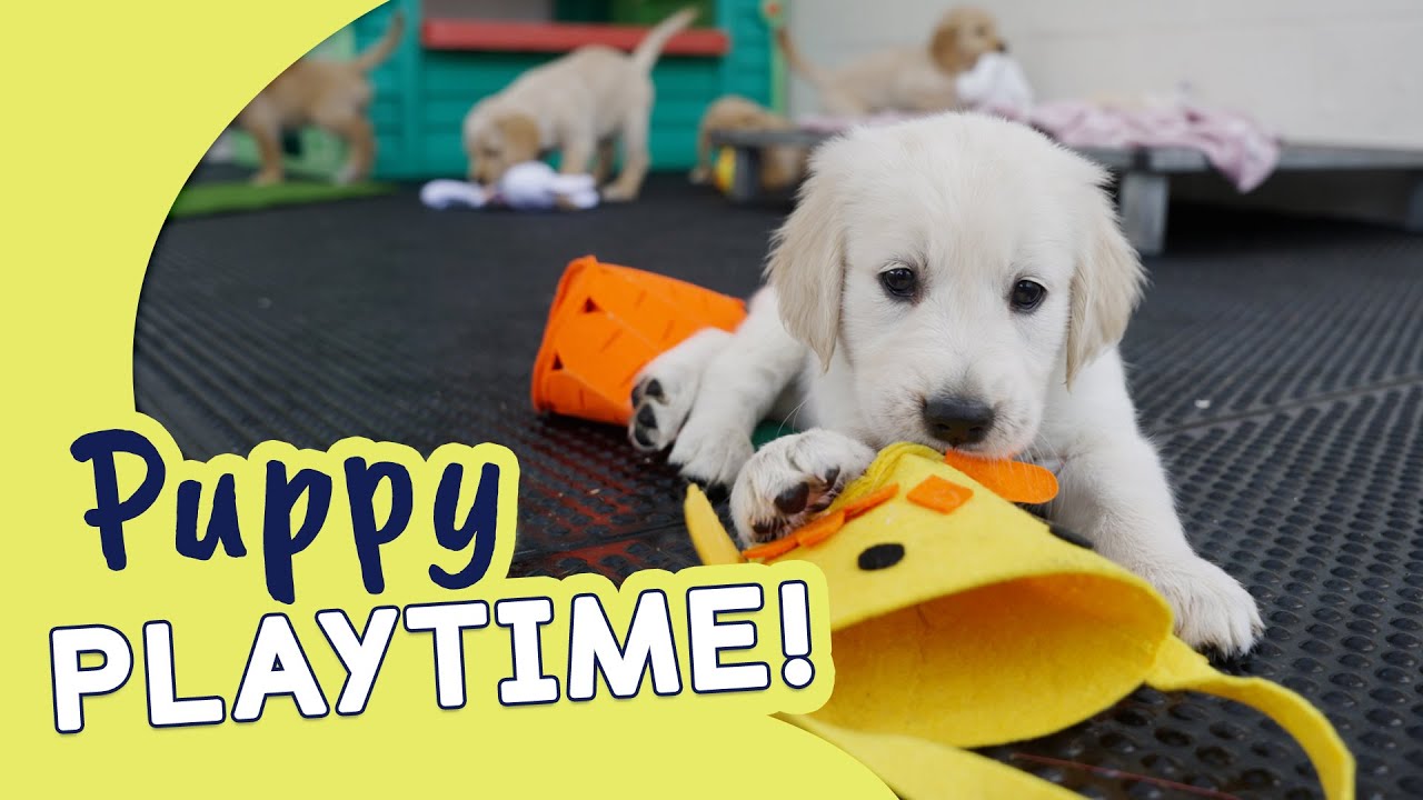 Happy Easter Guide Dogs Puppy Playtime YouTube