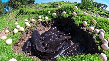 OMG - Wow skills fisherman catch a lot of fish and pick eggs in rice field in a pool by skills hand