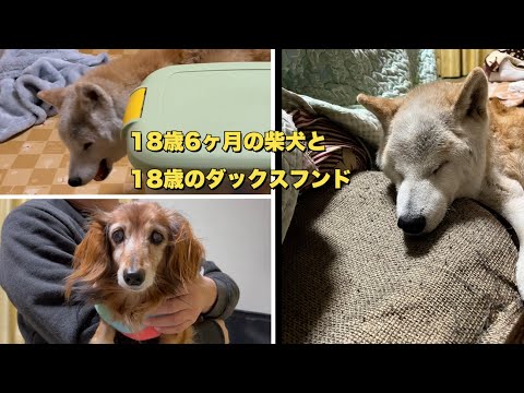 認知症の犬と暮らす〜（老犬）（柴犬）（シニア犬）（ダックスフンド）