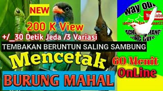 MASTERAN  TERBAIK Tembakan Beruntun 30 Detik Sambung Belalang, Tengkek Buto, Cililin 60 Menit