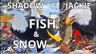 FISH 🐟 for JACKIE, Brave Jackie & Shadow vs SNOW ❄️Stick Antics 🥢 ZOOM on SHADOW & JACKIE 🦅🦅❤️👀