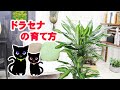 ドラセナの育て方