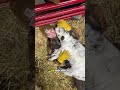 mini cow