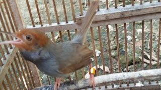 Suara Pikat Burung PRENJAK Kepala Merah Klawu JANTAN Gacor LOT Volume LANTANG Dan JERNIH