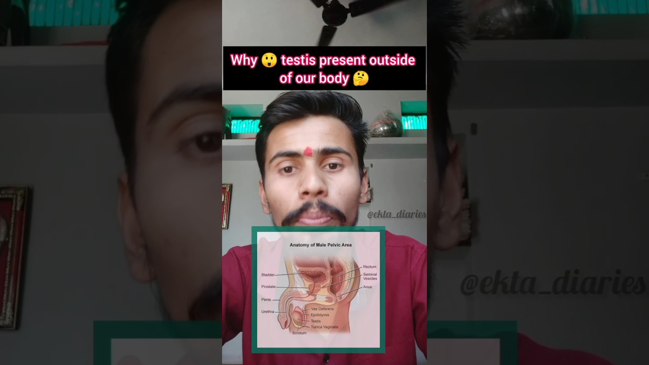 Why 🤯 Testis present outside of our body 🤔 . 
