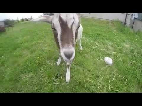 crazy-goat-licking-gopro