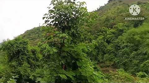 Xyoo no xyoob rov txi txiv dua ntshe qaib qus yuav coob cuag xyoo tas los thiab