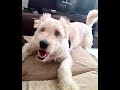 Belfi - the 2+ years old blind Irish Wolfhound Mix