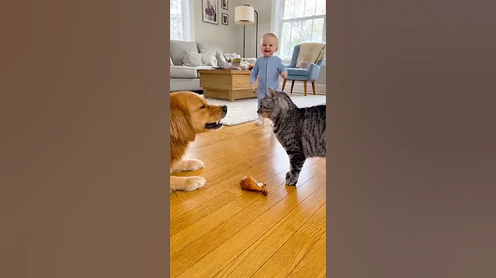 Watch the video about EPIC Food Fight! Golden Retriever VS American Shorthair VS Baby Over a Chicken Leg 🍗 #shorts