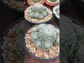 Mammillaria Microthele Cactus Mammillaria Mammillaria Microthele Cactus Mammillaria