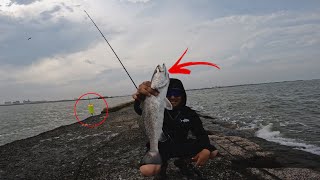 The FISH EVERYONE should be EXCITED for (Freeport Tx) Surfside Jetty