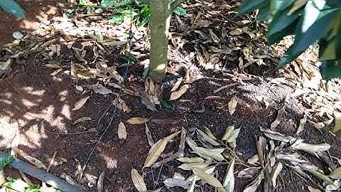 trồng sầu riêng xen cà phê cũng đẹp nhé