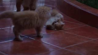 Maxine (Max) The White and Gold Persian Kitten | Kucing Persia warna putih kuning. by puspusmeowmeow 49 views 3 years ago 9 minutes, 31 seconds