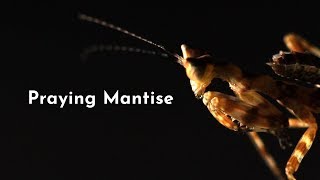 Amazing Facts About Praying Mantises
