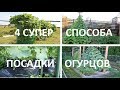 🌱4 СУПЕР способа посадки ОГУРЦОВ🌱Способы выращивания огурцов в открытом грунте