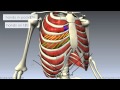 Muscles of the Thoracic Wall - 3D Anatomy Tutorial