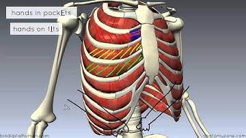 Muscles of the Thoracic Wall - 3D Anatomy Tutorial