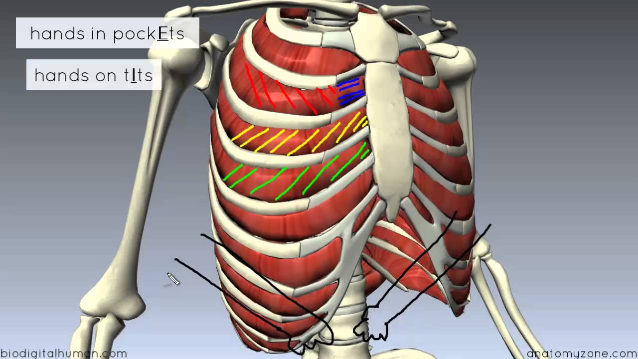 Muscles of the Thoracic Wall - 3D Anatomy Tutorial - YouTube