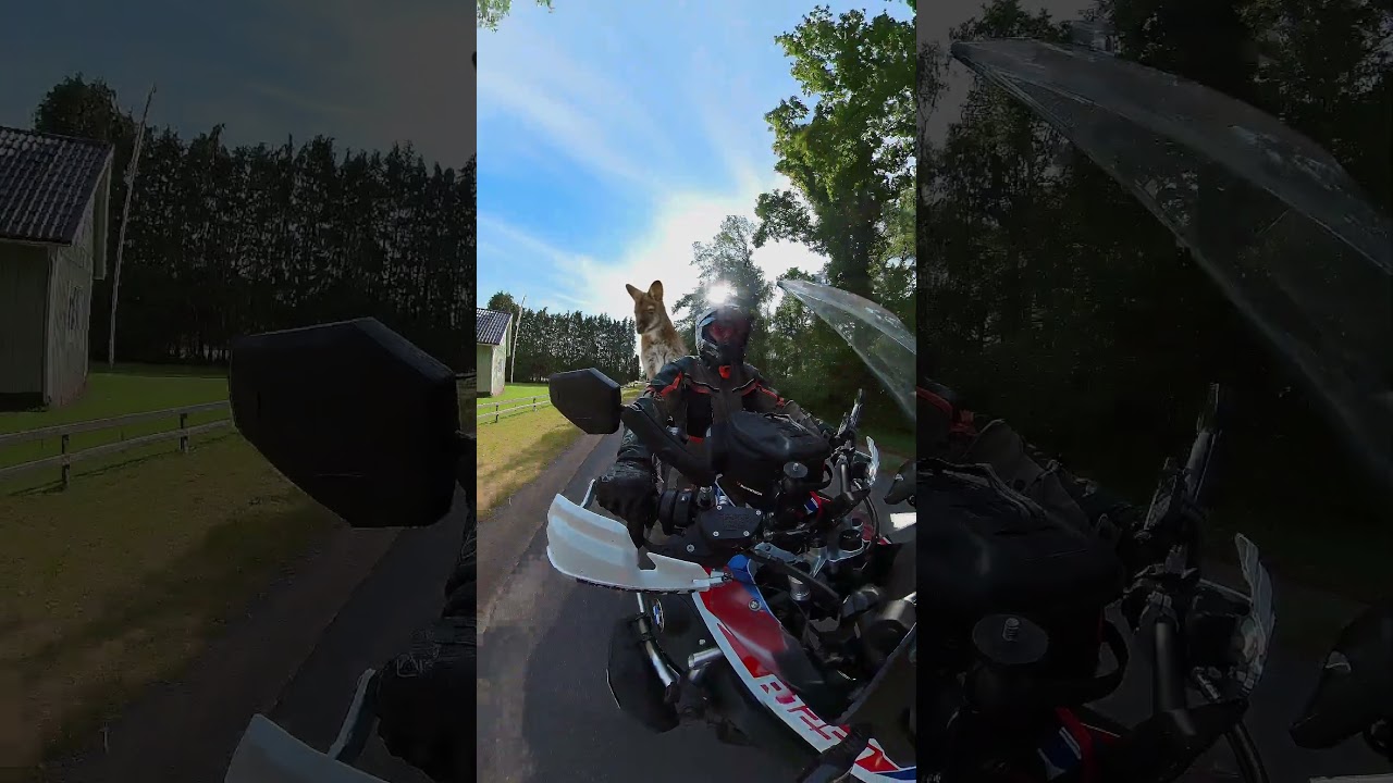 That's a funny looking dog on the back of the bike 😂  #explore #motorcycles