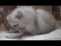 BooFooWoo Princess Minami (meat ostrich)Meal time