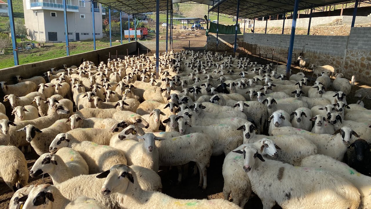 500 KOYUNDAN 1200 KUZU ALIYOR.