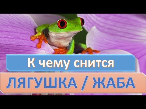 К чему снится ЛЯГУШКА (ЖАБА) | СОННИК