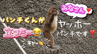 パンチくんが立った】思わず歓声が上がる❣️✨ - YouTube