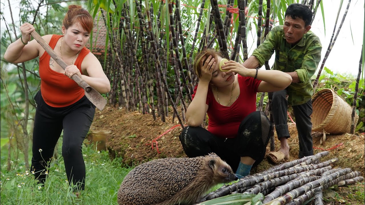 Farm to Market: Daughter Injured While Harvesting Red Sugarcane for Market! 😢🌾🔥