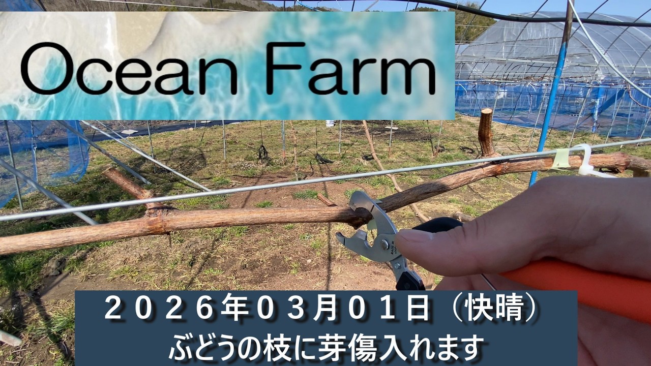 ぶどうの１年目の枝に芽傷入れます
