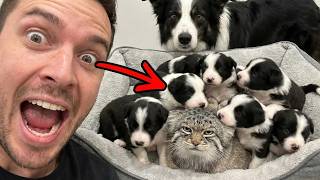 My Border Collie Had Puppies Now They Think This Wild Predator Is Their Mom 