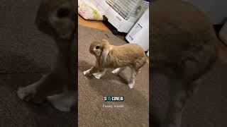 El bostezo del conejo: ¿Tierno o aterrador? #rabbit #conejobostezando #curiosidadesdeconejos #conejo
