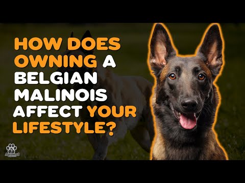 Vídeo: Malinois belga