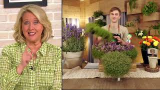 Roberta's 6-Piece Tread on Me Pink Wooly Thyme Live Plants on QVC screenshot 3