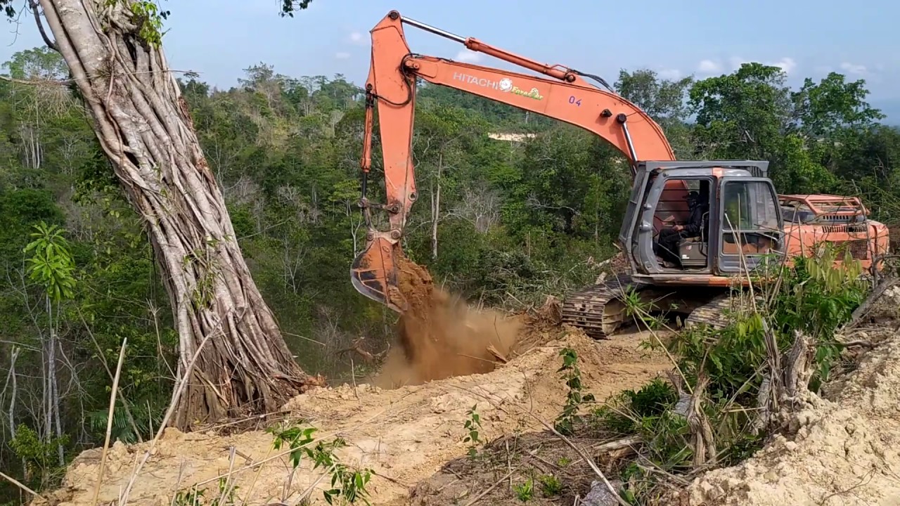CARA MENUMBANG POHON RAKSASA