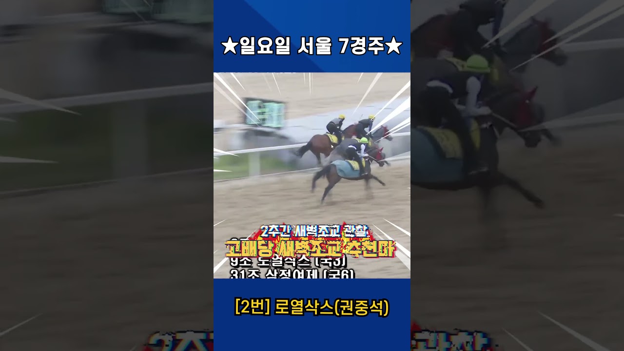 6월21일 일요일 서울 7경주!! 2주간 훈련보인 강백호의 새벽조교 쏘스마!!