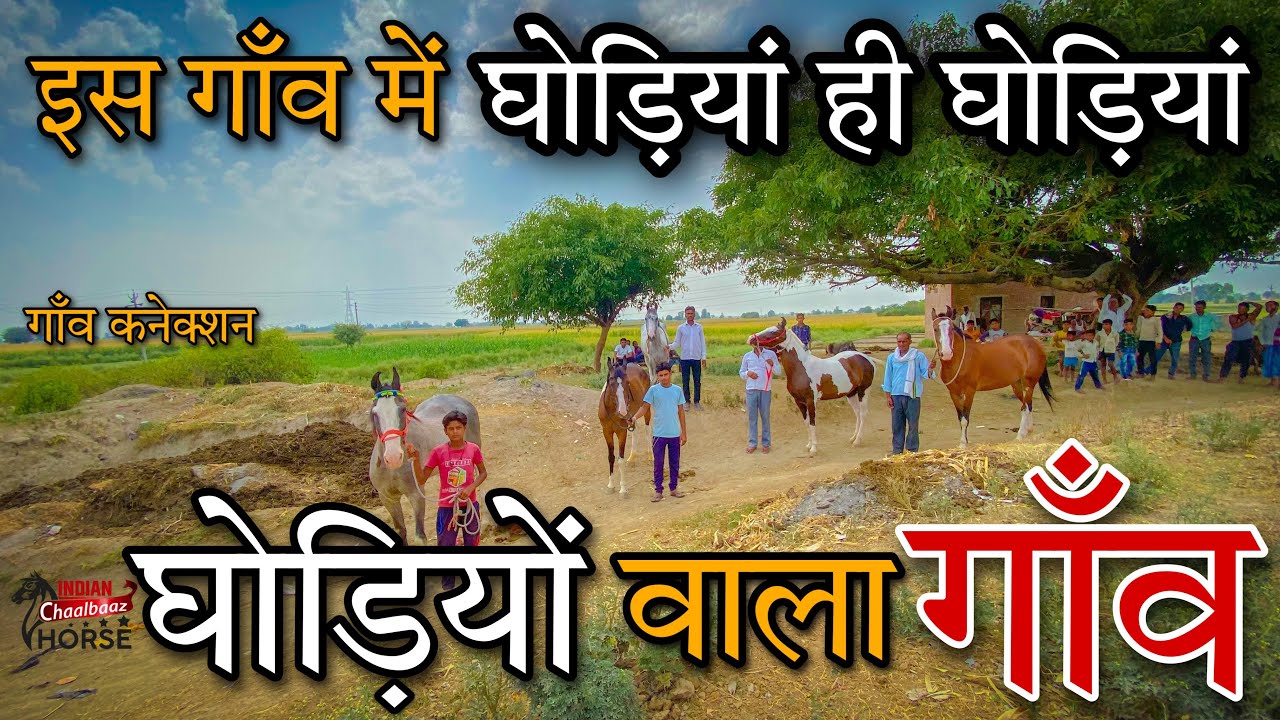 यूपी का एक छोटा सा गाँव जहां हैं घोड़ियाँ ही घोड़ियाँ (Gaon Connection)