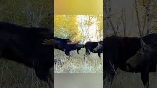 Встреча с лосями в дикой природе | Видео о животных#Лось #ДикаяПрирода #Животные